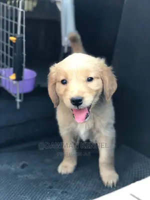 1-3 months Male Purebred Golden Retriever