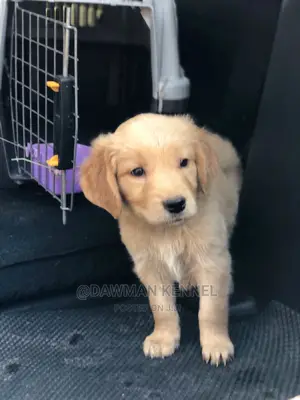 1-3 months Male Purebred Golden Retriever