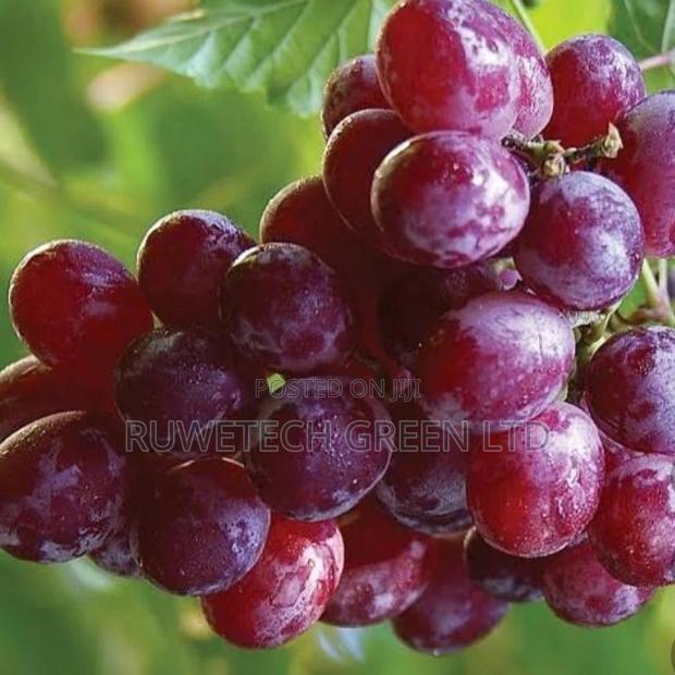 Red Grapes , - main view