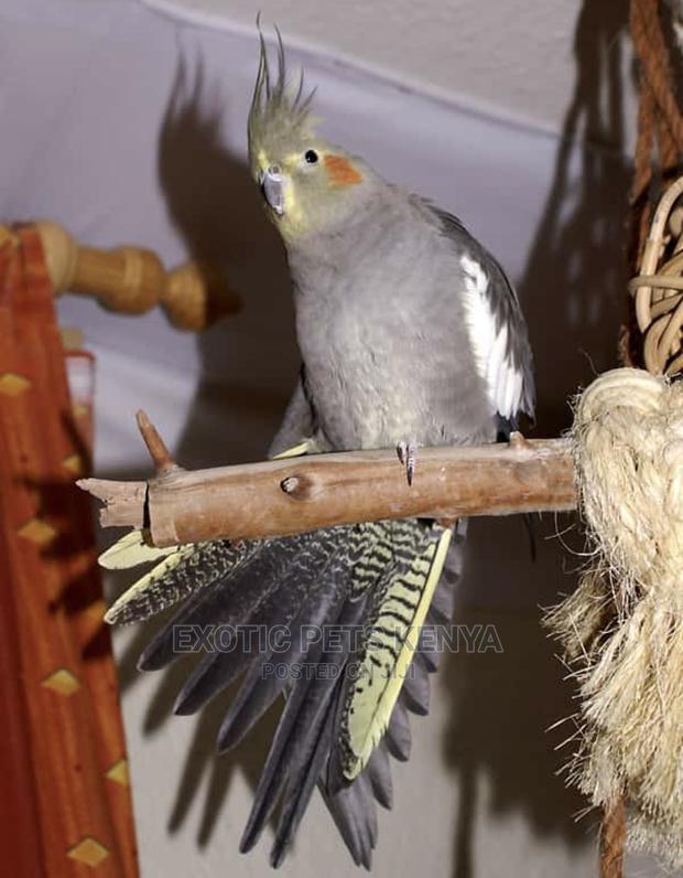 Mature Female Cockatiel - main view