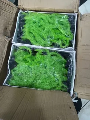 Light Green Aquarium Long Plants