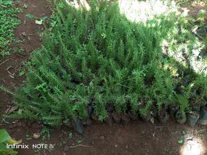 Rosemary Seedlings - thumbnail 2