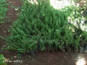 Rosemary Seedlings