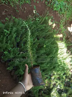 Rosemary Seedlings