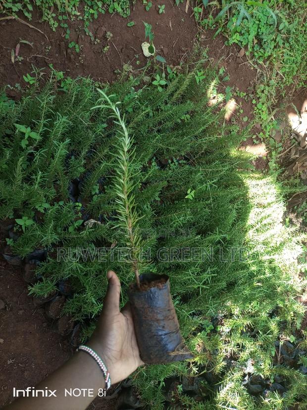Rosemary Seedlings - thumbnail 3