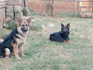 1+ year Female Purebred German Shepherd - thumbnail 2
