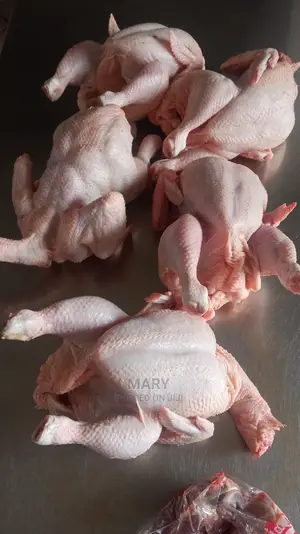 Broilers Chicken