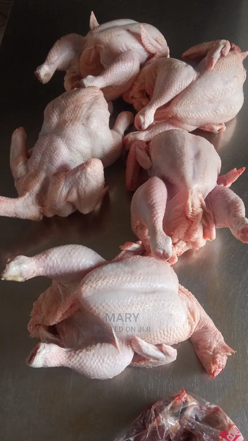 Broilers Chicken