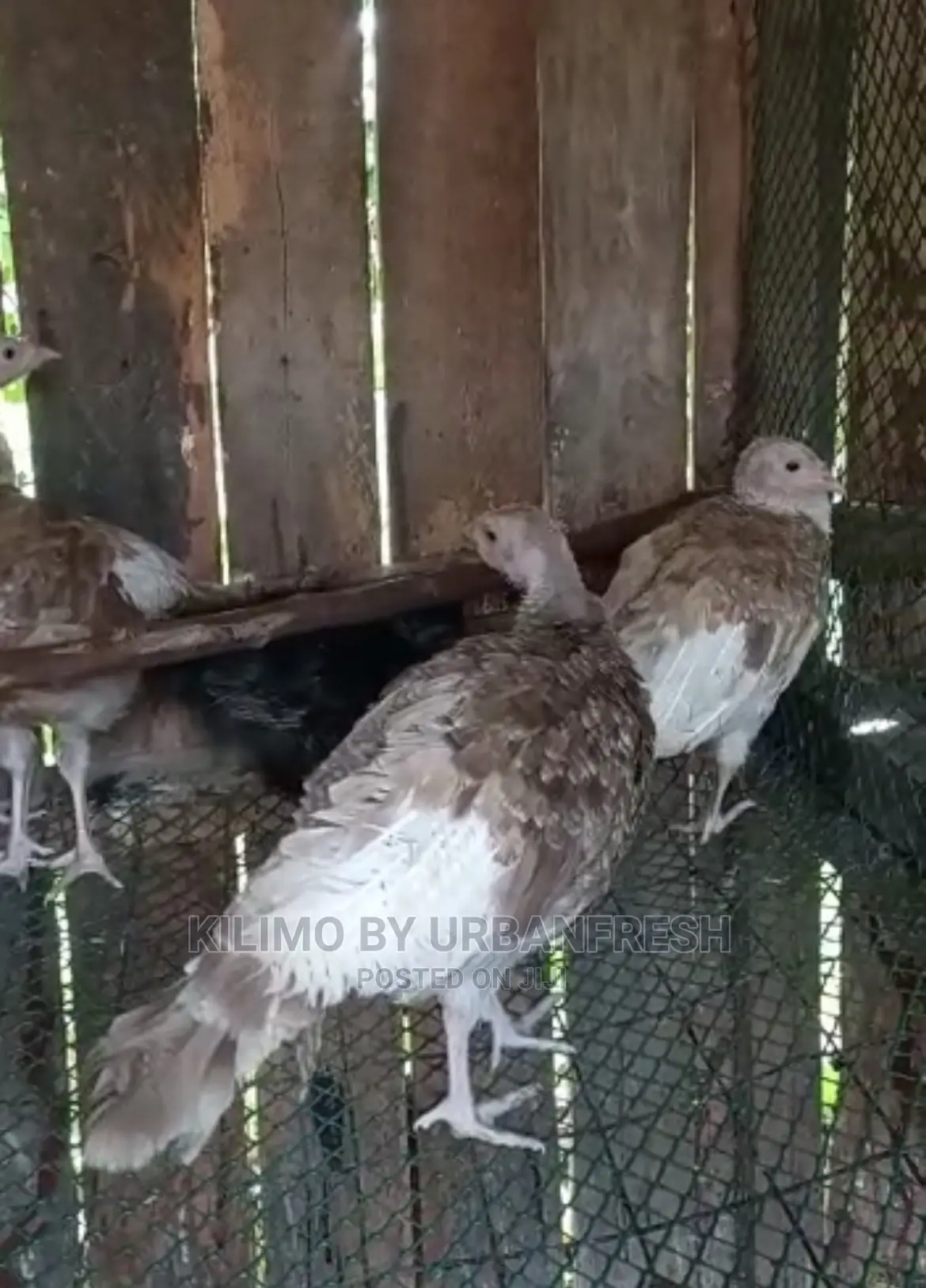 Bourbon Red Turkey. Poults Mature