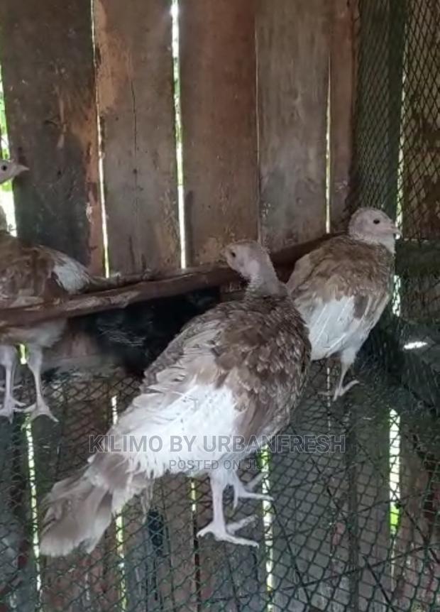 Bourbon Red Turkey. Poults Mature - thumbnail 2