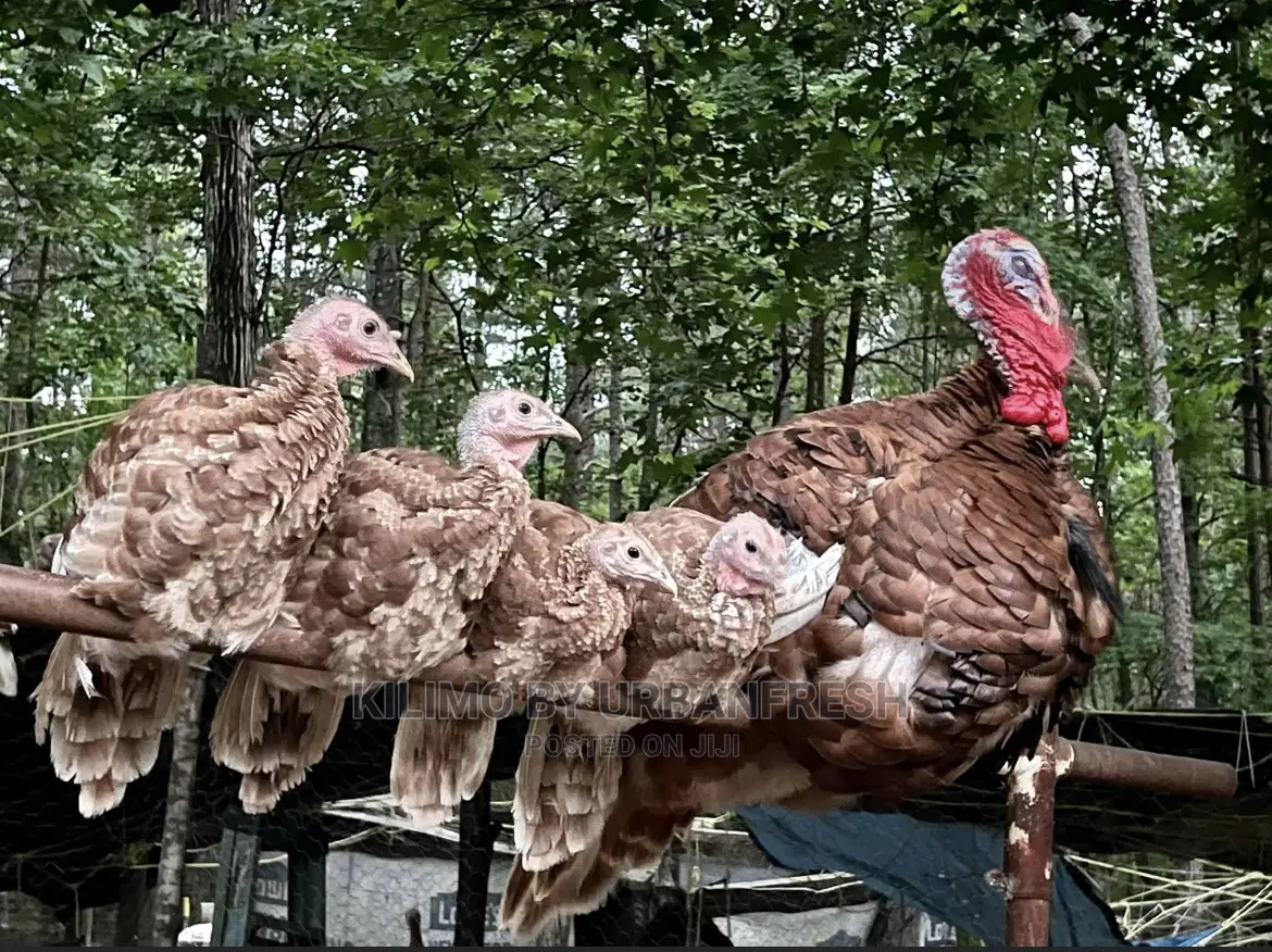 Bourbon Red Turkey. Poults Mature