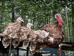 Bourbon Red Turkey. Poults Mature