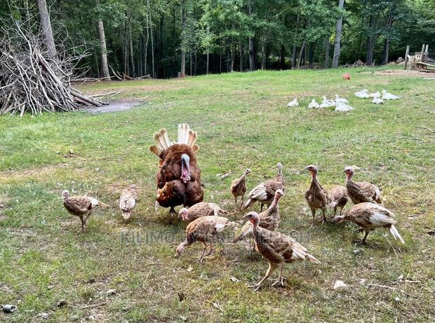 Bourbon Red Turkey. Poults Mature - thumbnail 4