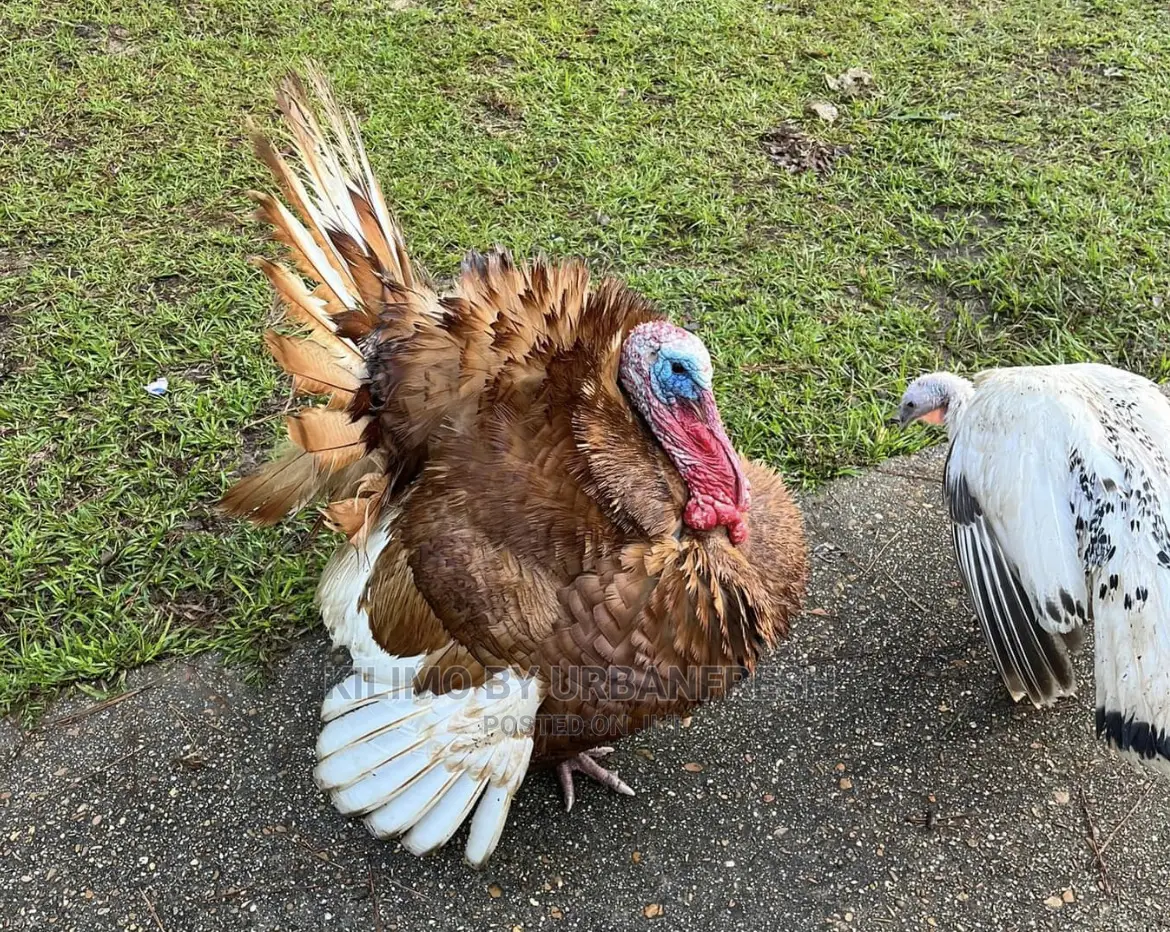 Bourbon Red Turkey. Poults Mature