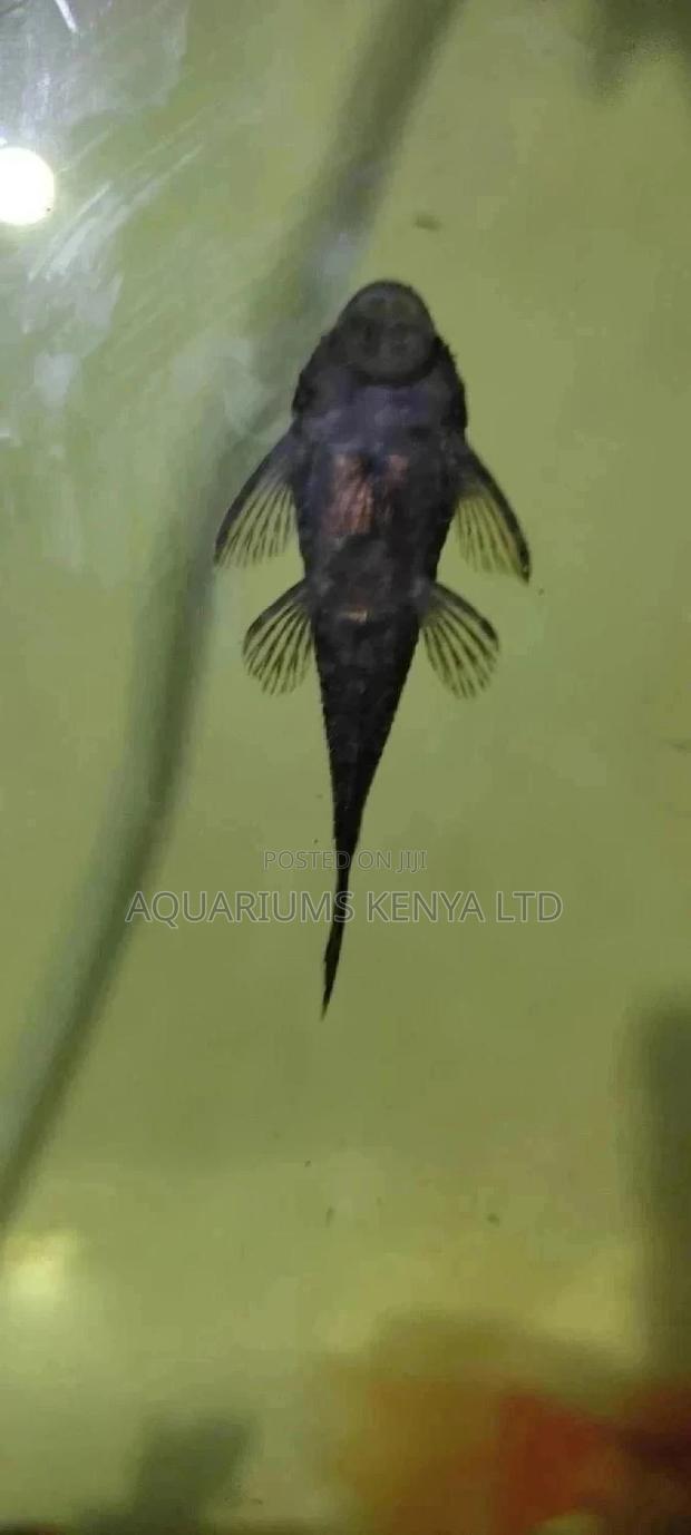 Pleco Algae Eater , Fish Cleaners - main view