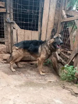 Dog Training Thika