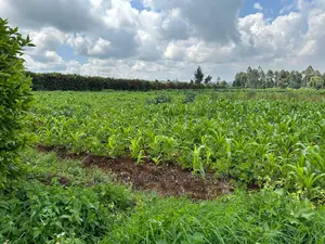 Prime Residential 1 Acre Land in Rironi Near Tilisi Estate