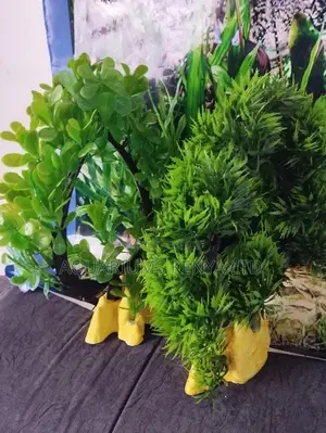 Oval Shaped Aquarium Plants