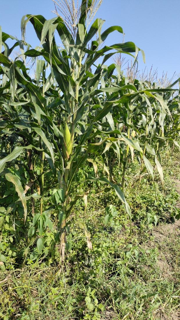 Fertile Farm Land on Sale - main view