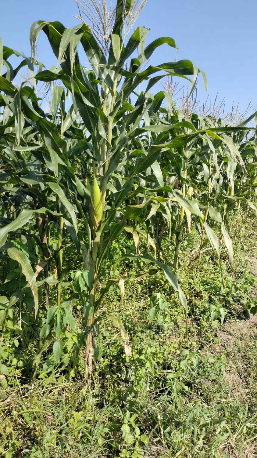 Fertile Farm Land on Sale
