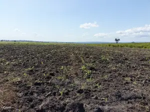 Fertile Farm Land on Sale