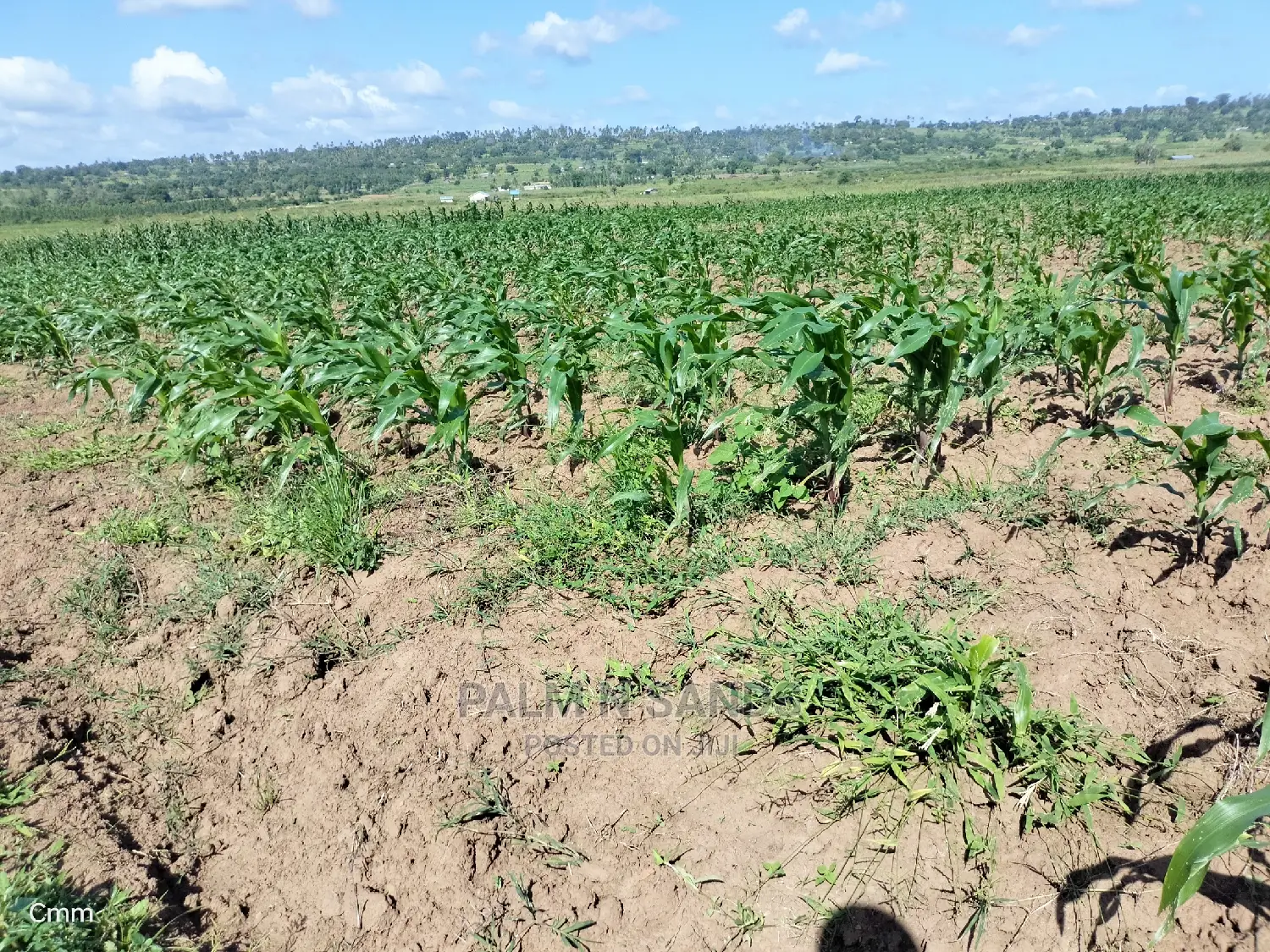 Fertile Farm Land on Sale