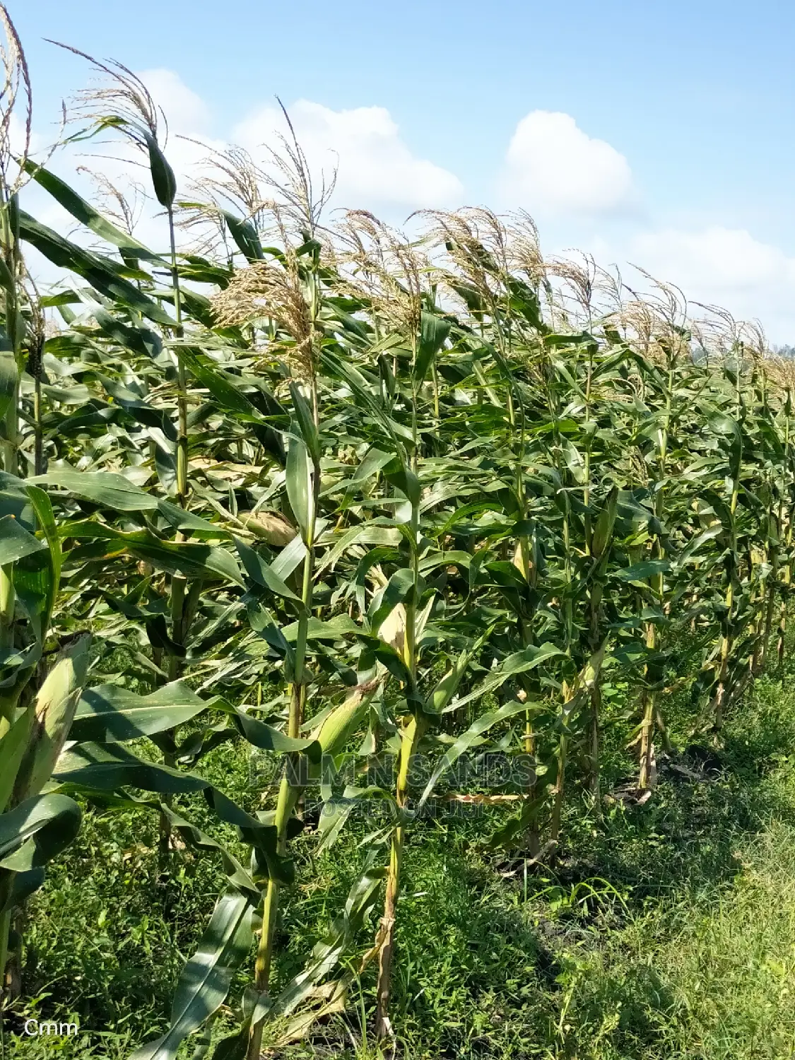 Fertile Farm Land on Sale