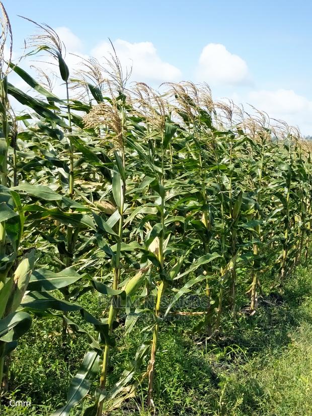 Fertile Farm Land on Sale - thumbnail 10