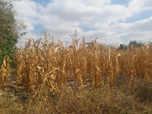 Joska - 1 Acre - thumbnail 4