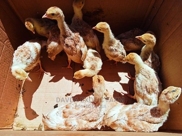 Bourbon Red Poults / Brown Turkey Poults