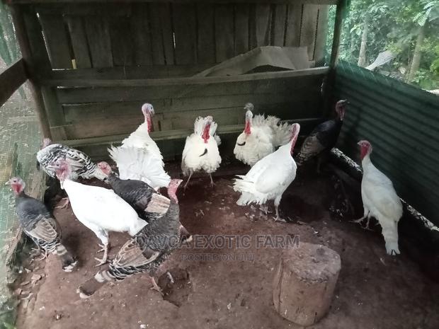 Turkeys / Bata Mzinga - main view