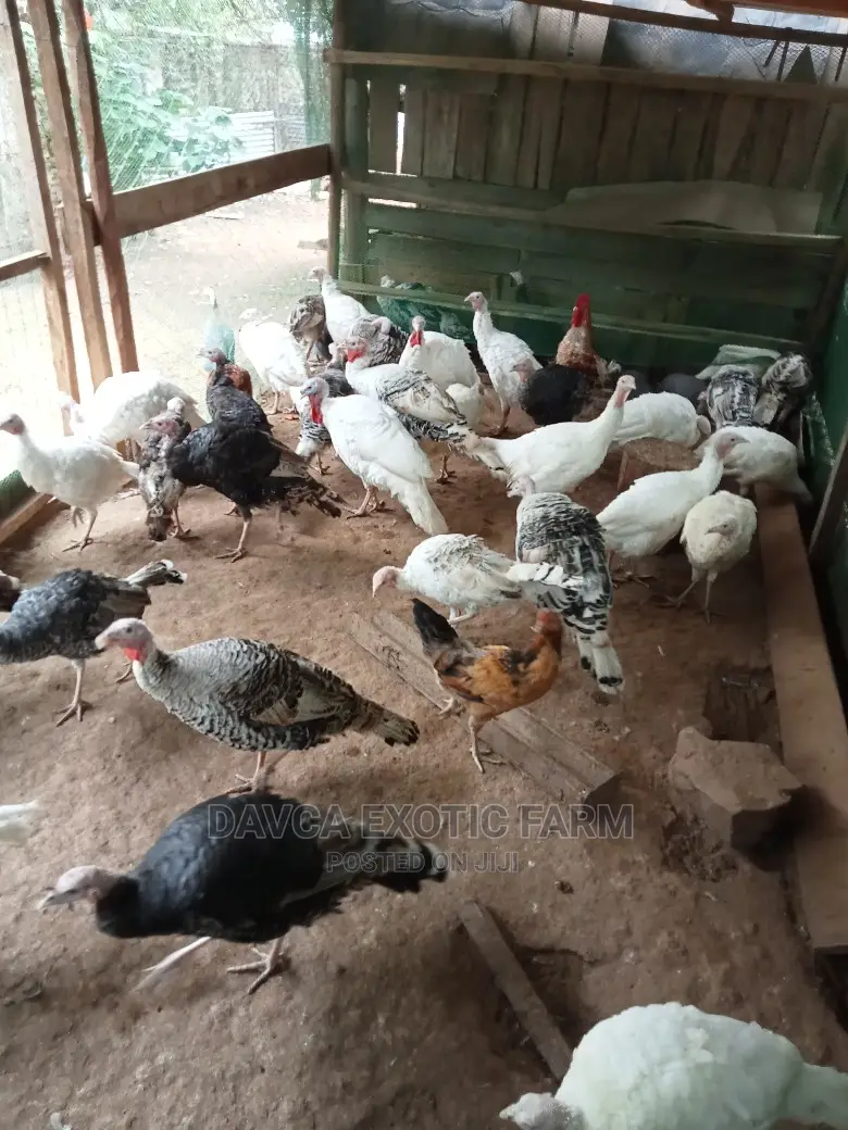 Turkeys / Bata Mzinga