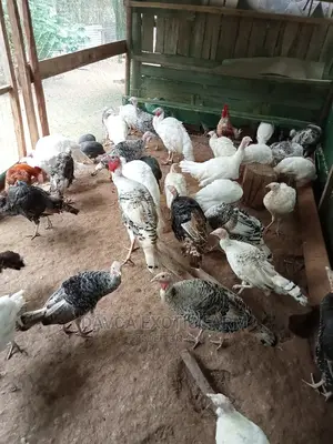 Turkeys / Bata Mzinga