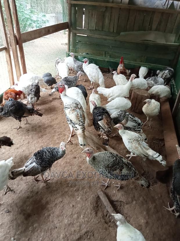Turkeys / Bata Mzinga - thumbnail 3