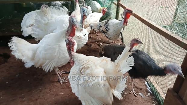 Turkeys / Bata Mzinga - thumbnail 4