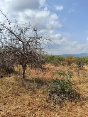 246 Acres Pion(Ilkisumeti) at Per Acre