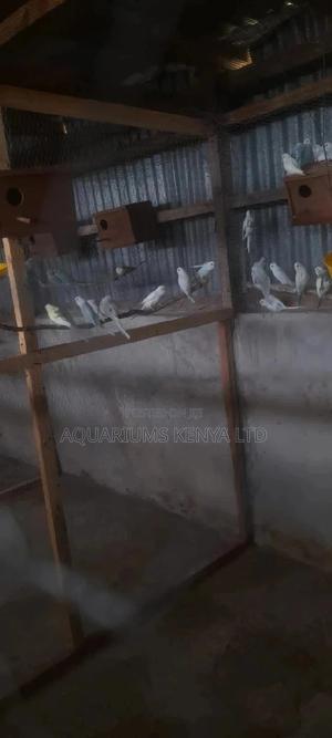 Budgies,Birds Budgies - thumbnail 2