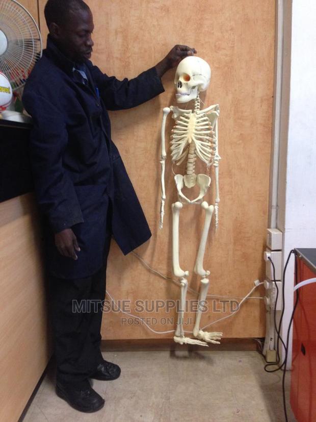 Human Skeleton Full Size India