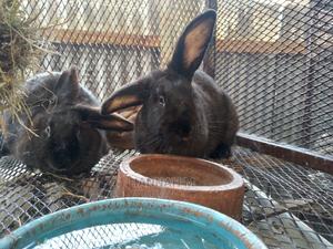 Hybrid Rabbits - thumbnail 2