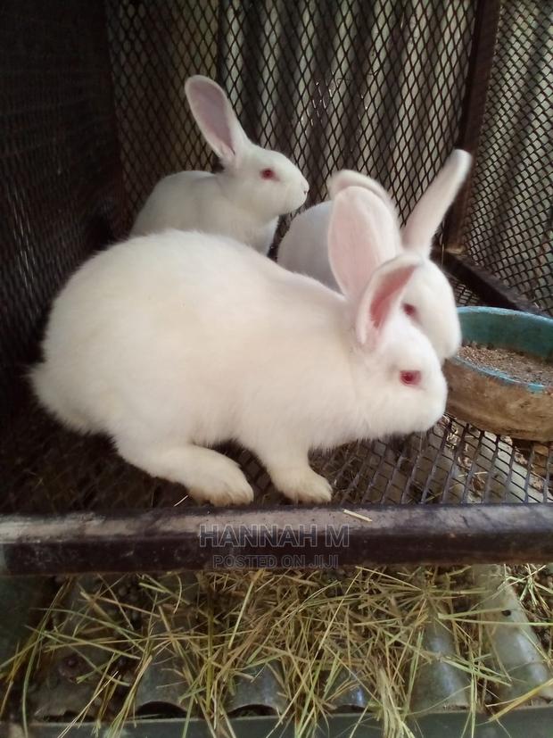 Hybrid Rabbits - thumbnail 3