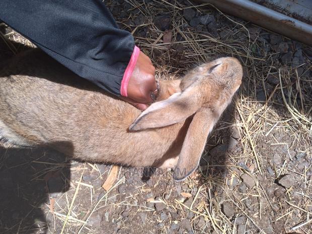 Hybrid Rabbits - thumbnail 4
