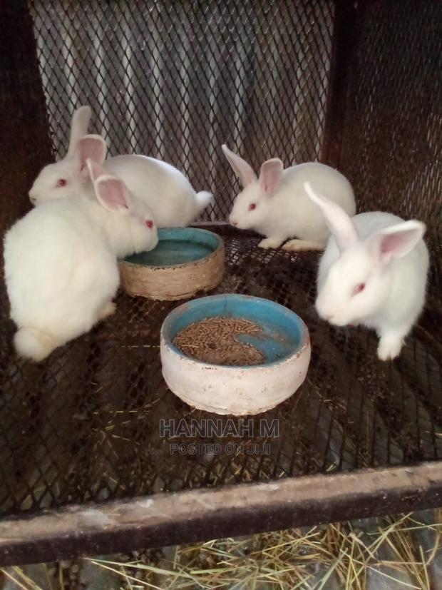 Hybrid Rabbits - thumbnail 5