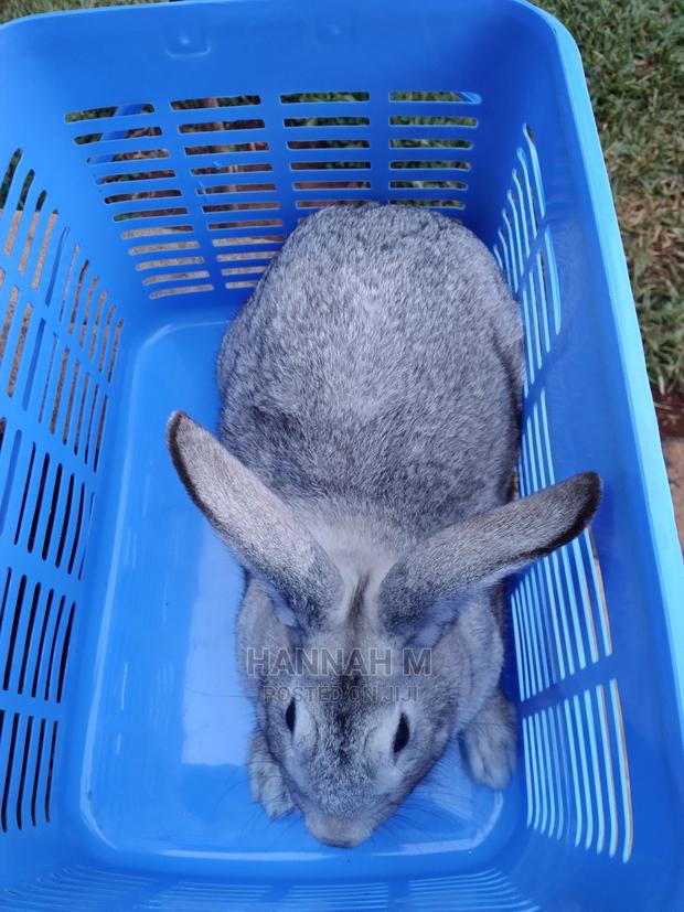 Hybrid Rabbits - thumbnail 6