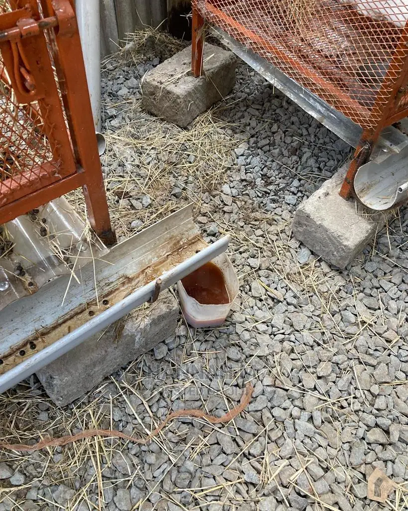 Rabbit Urine And Manure