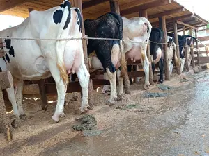 Friesian Dairy Cows 40+ Litres Per Day