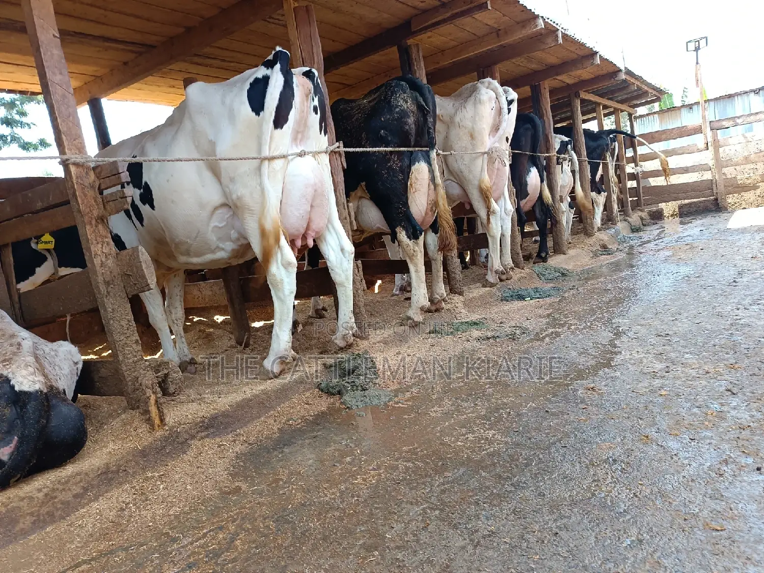 Friesian Dairy Cows 40+ Litres Per Day