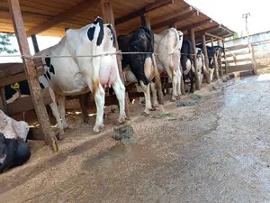 Friesian Dairy Cows 40+ Litres Per Day