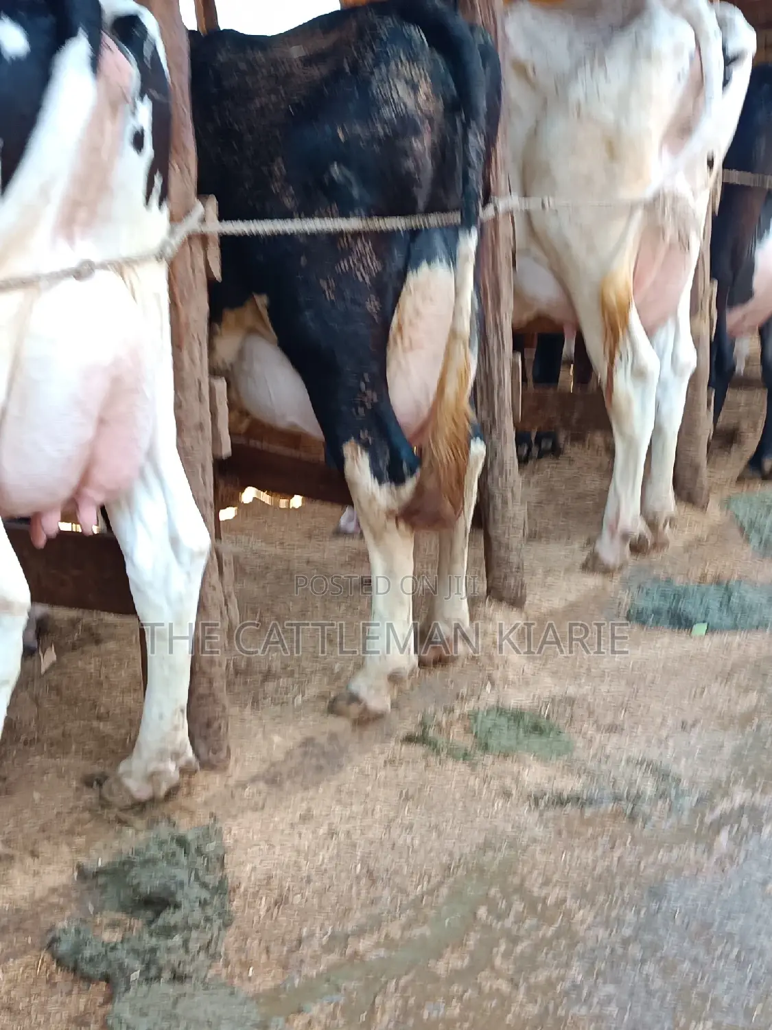 Friesian Dairy Cows 40+ Litres Per Day