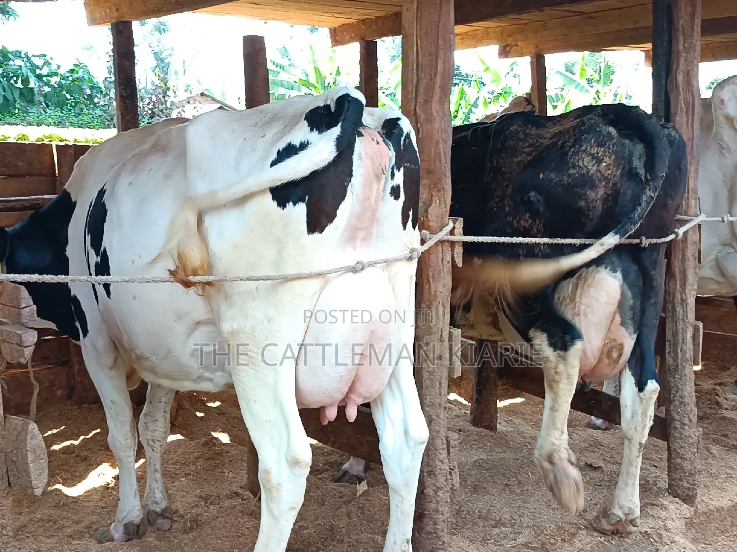 Friesian Dairy Cows 40+ Litres Per Day