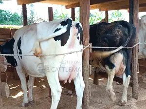 Friesian Dairy Cows 40+ Litres Per Day